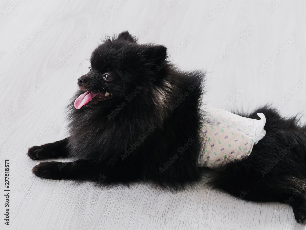 Black Pomeranian dog cute pets happy in home.