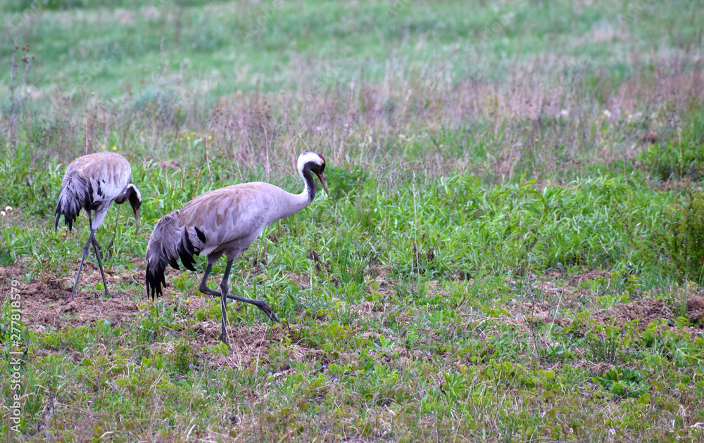 Fototapeta premium Crane pair walking