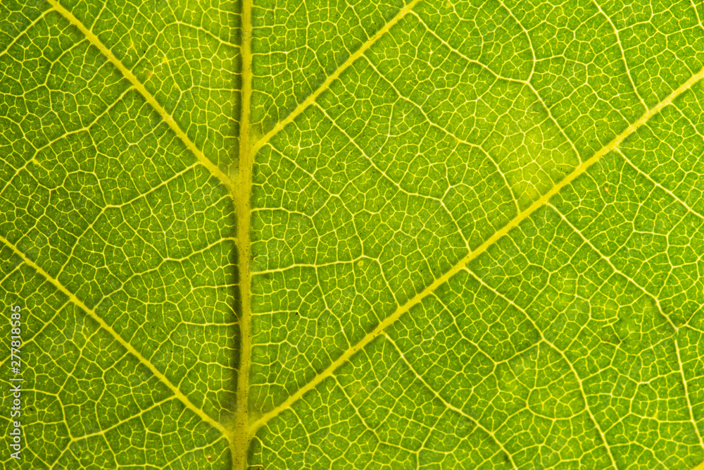 Green leaves background. Leaf texture. close up green leaf texture. Macro close-up of green leaf, Green leaf background texture. Green leaves background. Leaf texture. close up green leaf texture. Macro close-up of green leaf, Green leaf background texture.