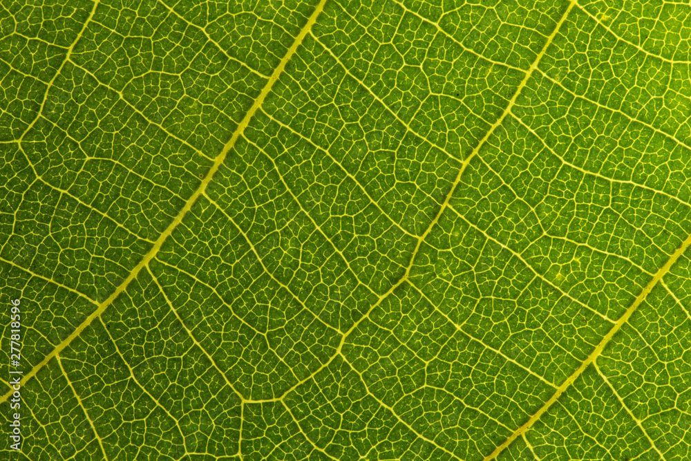 Green leaves background. Leaf texture. close up green leaf texture. Macro close-up of green leaf, Green leaf background texture. Green leaves background. Leaf texture. close up green leaf texture. Macro close-up of green leaf, Green leaf background texture.