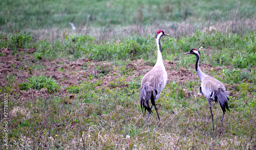 Crane pair walking