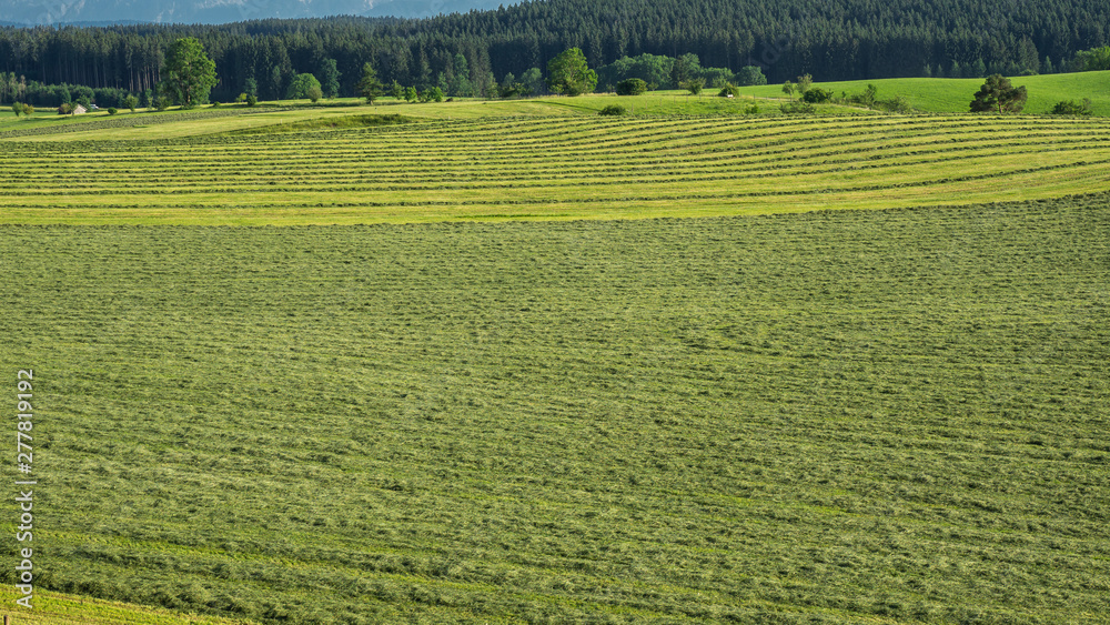 Green fields with grass and hay cut ready to be harvested. Hills in southern Germany not far from the Alps Green fields with grass and hay cut ready to be harvested. Hills in southern Germany not far from the Alps