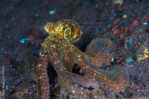 Octopus walking along the ocean floor with macro lens