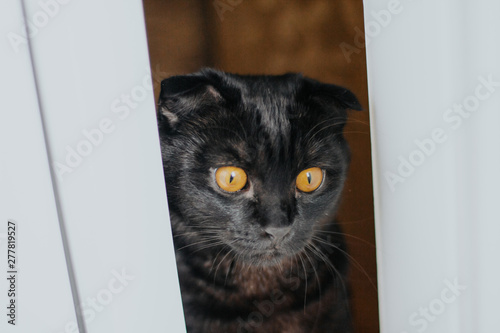  black scottish fold cat with yellow eyes peeps through the door slit