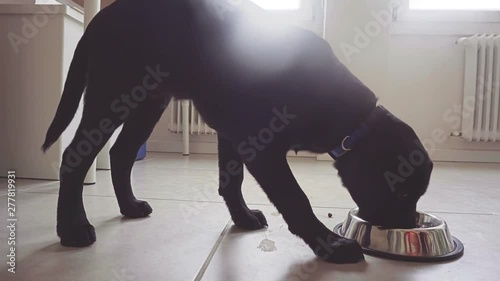A black labrador retriever puppy patiently waiting for the release comand to eat from his metallic bowl photo