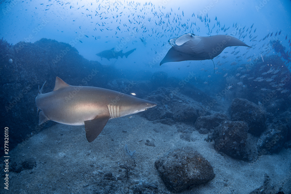 Fototapeta premium A grey nurse shark swimming with mantaray in blue water