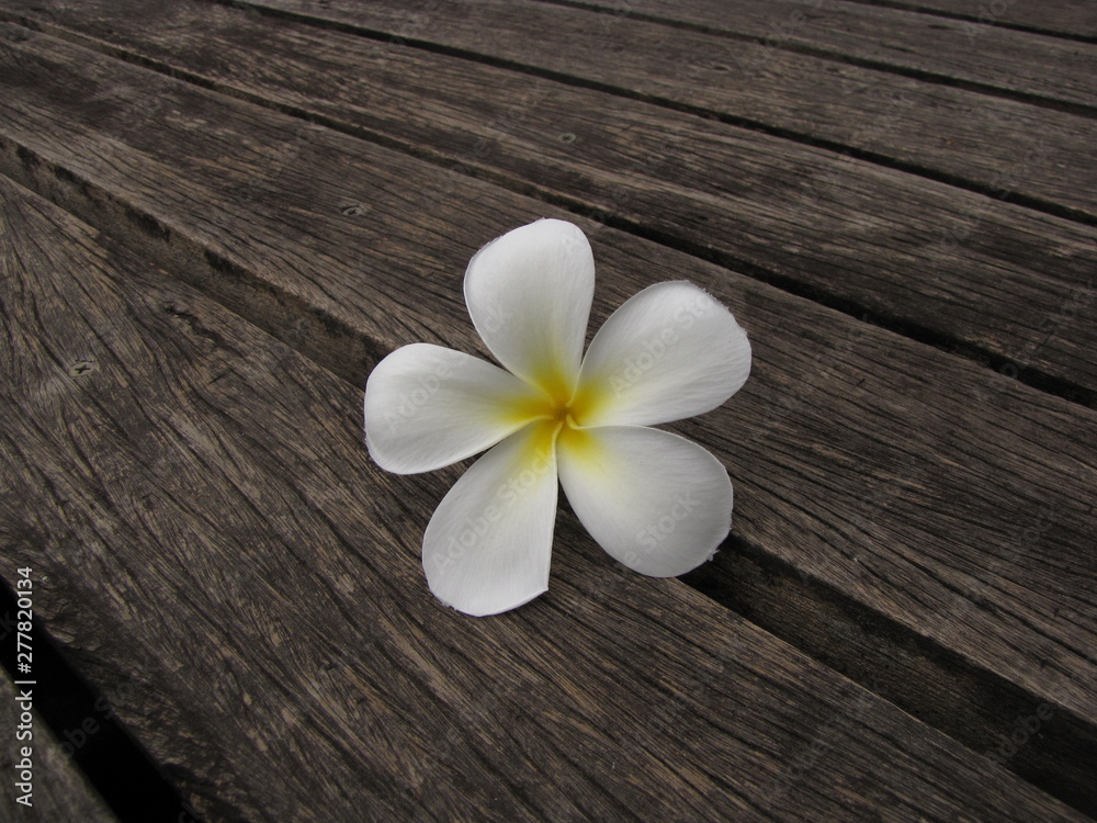 frangipani flowers on wood