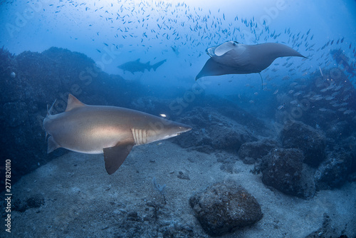 A grey nurse shark swimming with mantaray in blue water