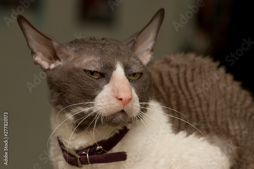 Cat with curly hair breed Cornish Rex closeup. Looking angrily and suspiciously, with human expression