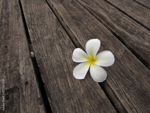 frangipani flowers on wood