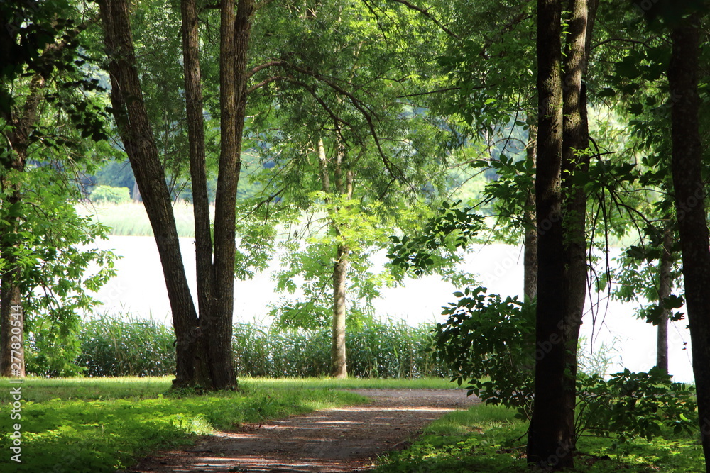 path in the forest