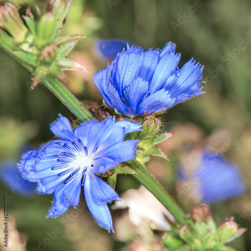 Wild chicory is a perennial herb of the Astrov family photo