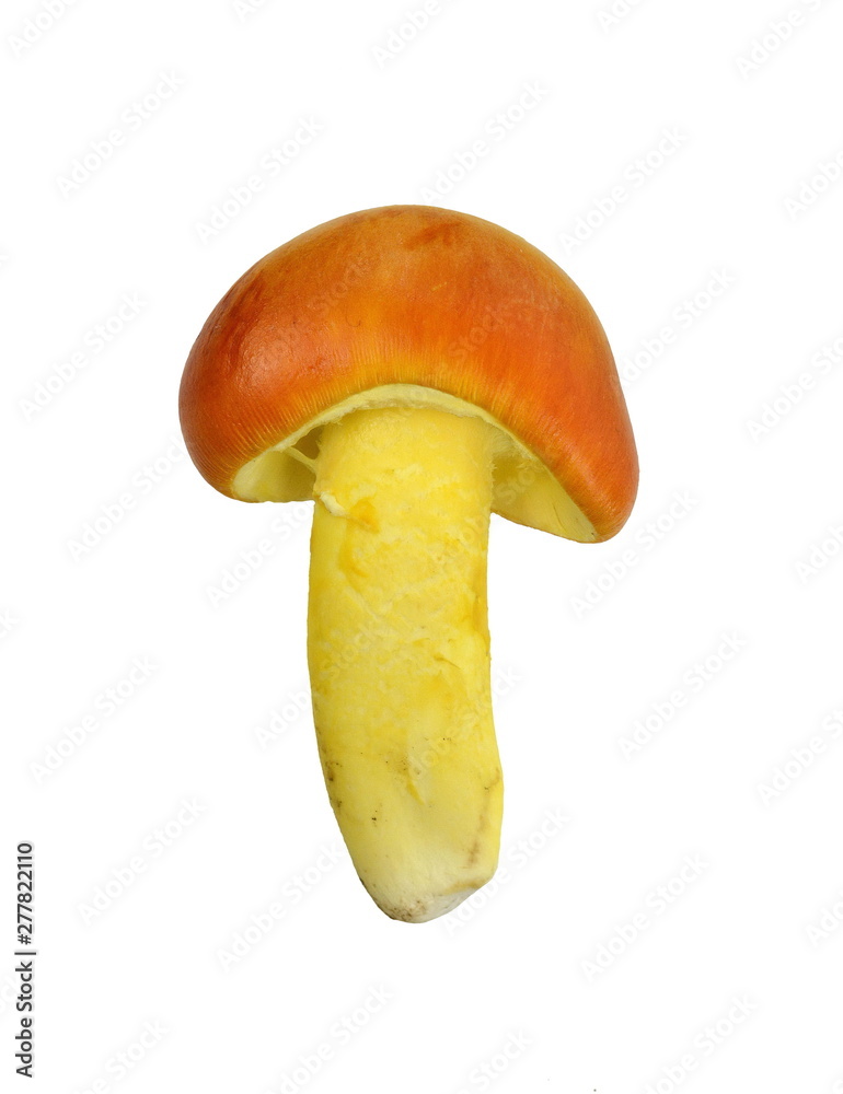 Fototapeta premium Close up of Amanita Caesarea Mushrooms, also known as Caesars Mushroom isolated on white. In France known as Roi de Champignons.