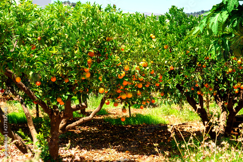 Orange fruit trees in Crete