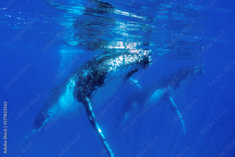 A humpback whale swimming close by under the water in blue water