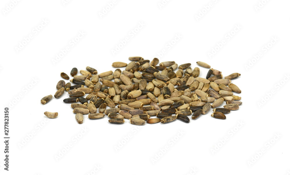 Seeds of a Milk Thistle (Silybum marianum) known as Scotch Thistle or Marian Thistle Seeds of a Milk Thistle (Silybum marianum) known as Scotch Thistle or Marian Thistle