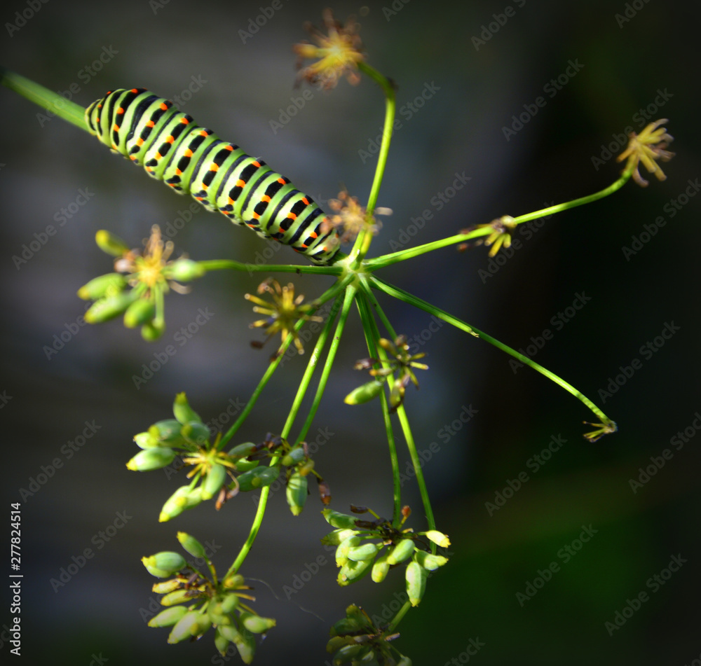 Fototapeta premium caterpillar on a leaf