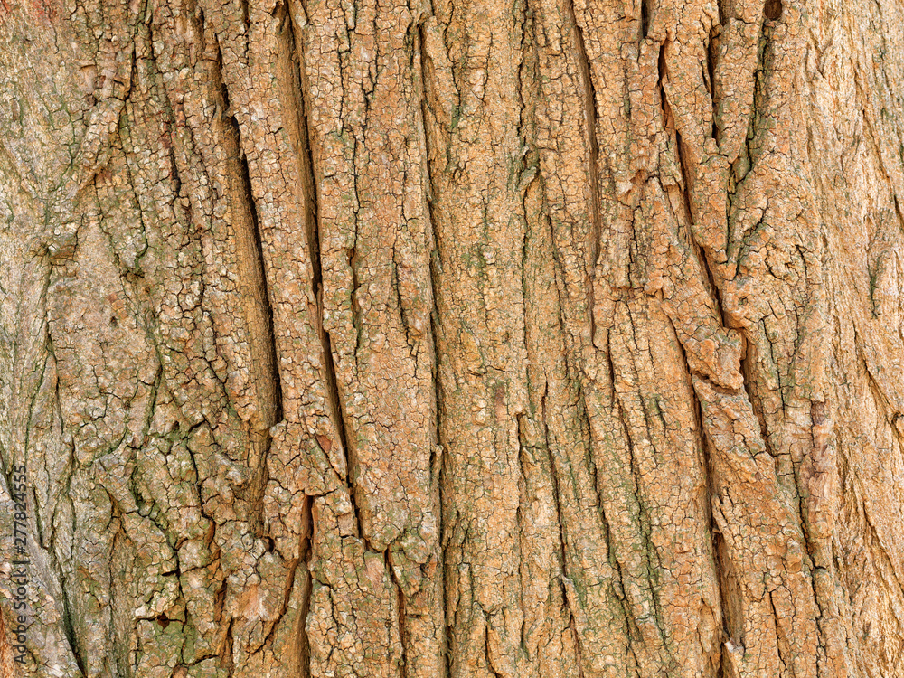 Brown old tree bark, texture and background. Brown old tree bark, texture and background.