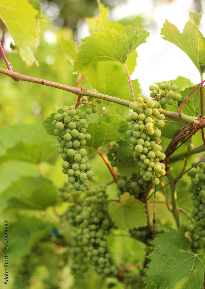 Growing grape in vineyard in the sunlight. Clusters of unripe grape close-up.