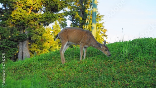 Female red deer grazing on meadow near the forest close up. 
