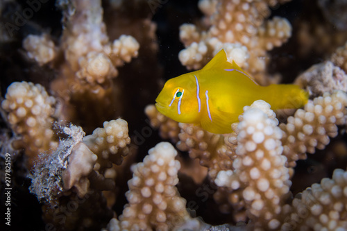 Fototapeta Naklejka Na Ścianę i Meble -  Macro of a Citron coral goby (Gobiodon citrinus) in a hard coral. Small bright yellow fish with white stripes on head.