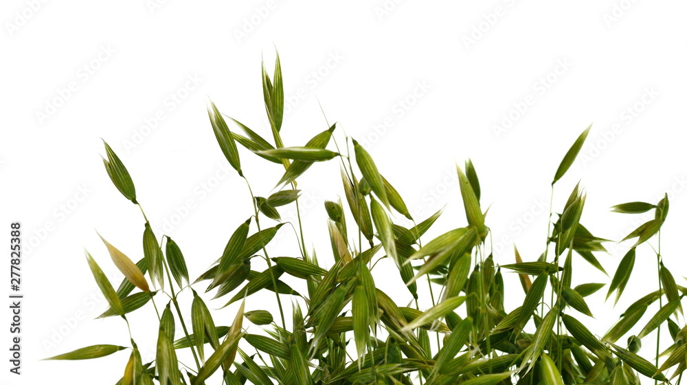 Bunch of green oats isolated on a white background. Oat ears. bouquet of fresh green oat seeds close up isolated.
