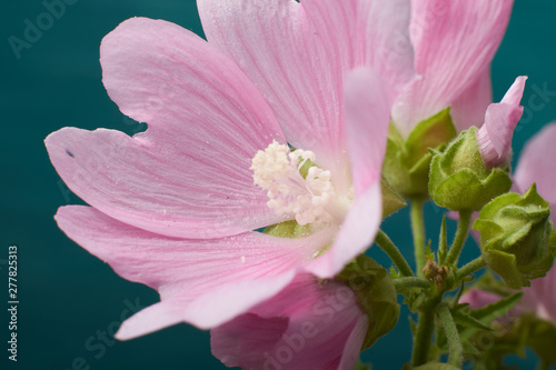nature garden flowers with pink petals on blue background closeup