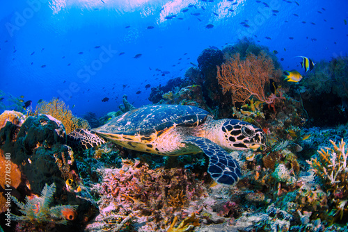 A beautiful green turtle over colourful corals and blue water