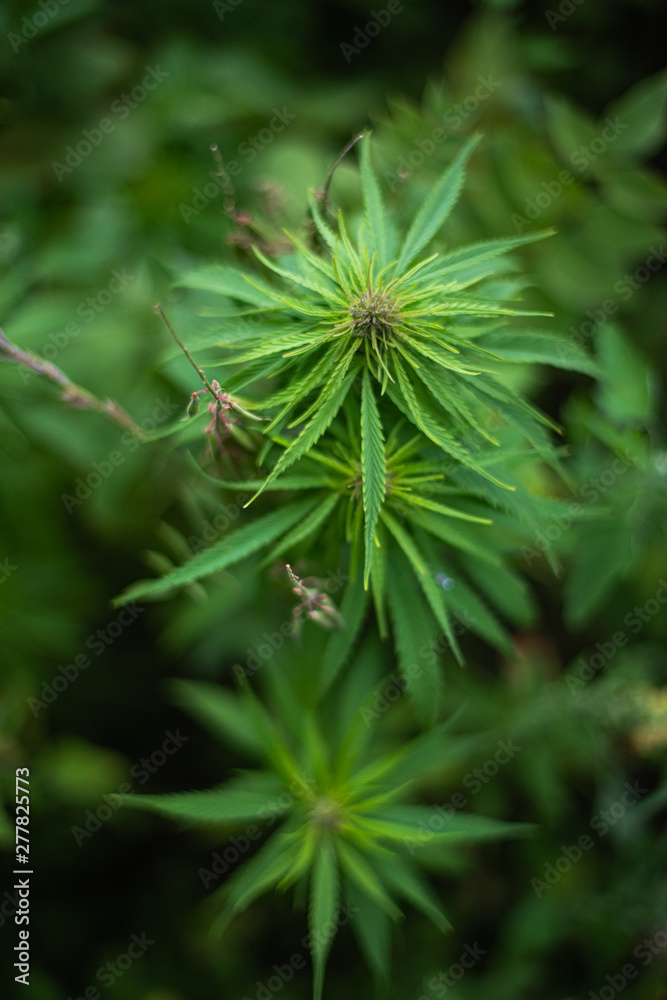 fields of industrial hemp in Estonia fields of industrial hemp in Estonia