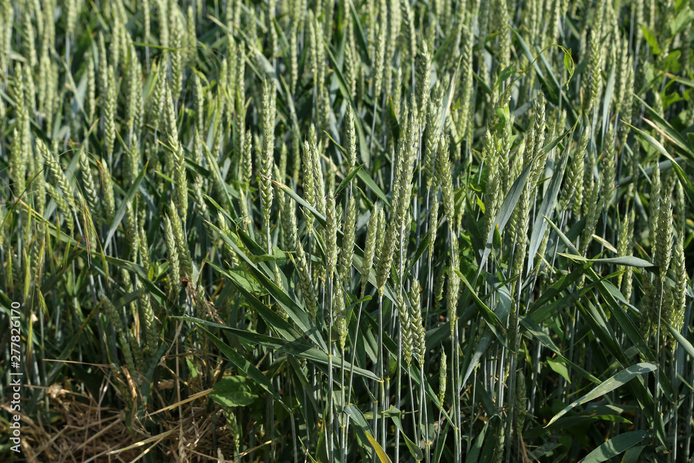 Obraz premium Green wheat field on a sunny day
