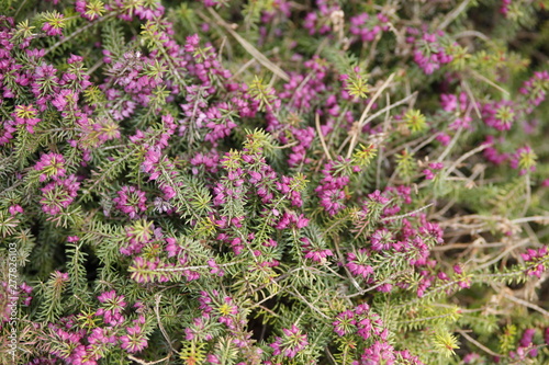 Picture of Flowers. Close up of Common Heather ( Calluna vulgaris ). Bright natural cyan background. 