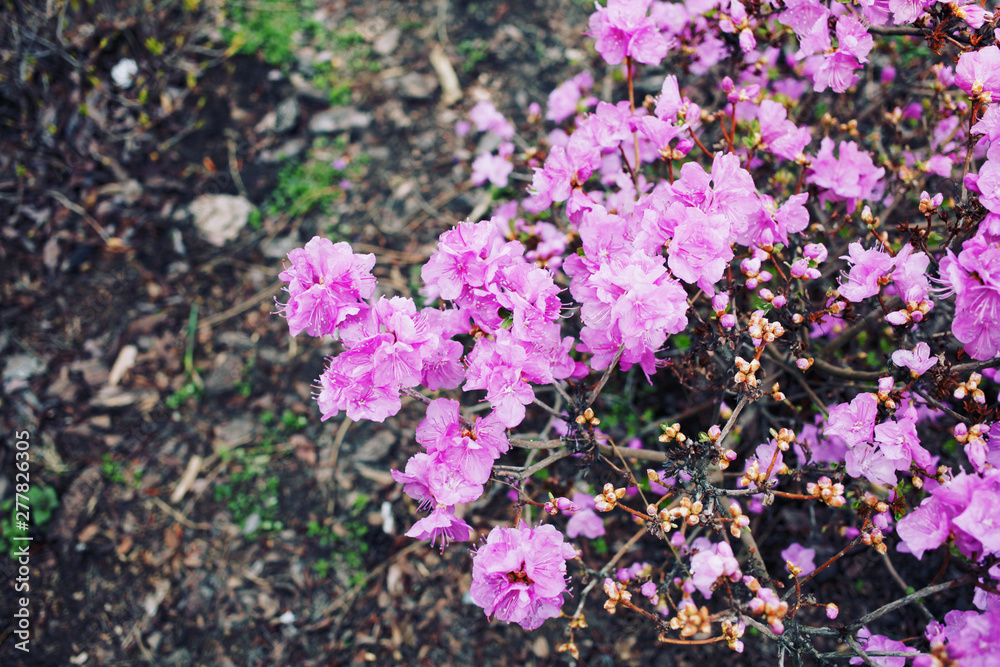 Picture of flowers. Pink Rhododendron blooming flowers in the spring garden. 