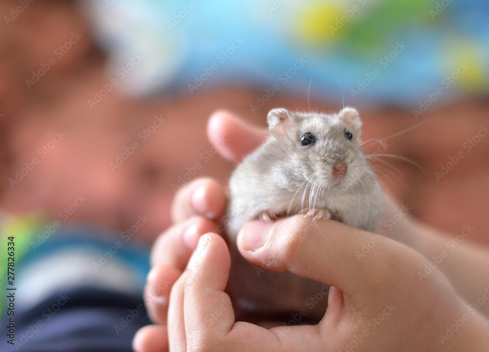 Kid holding a cute grey hamster, children and pets.