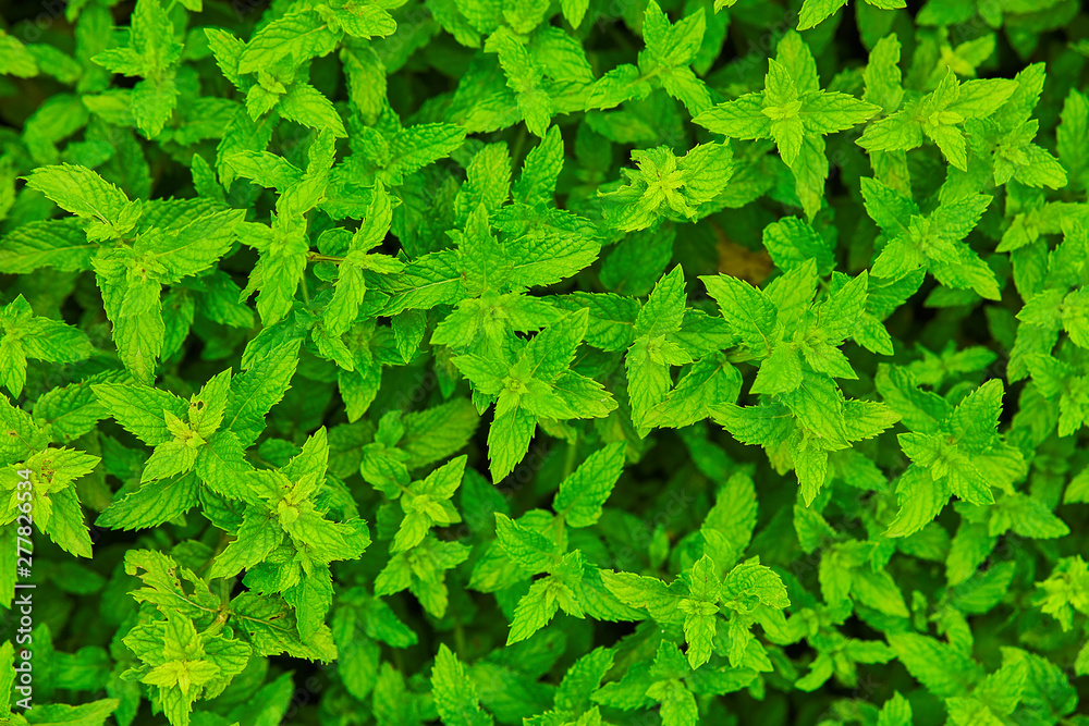 Mint FIelds Mint FIelds