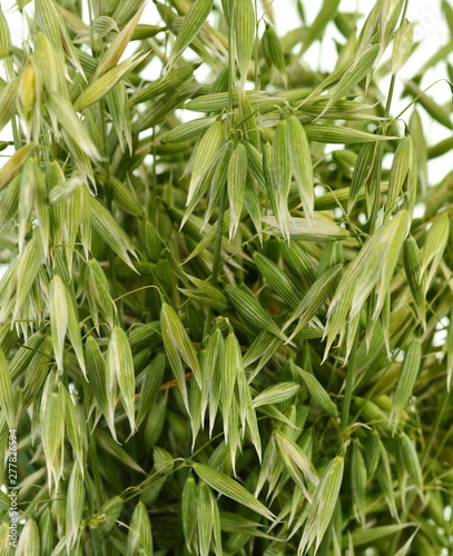 Bunch of green oats isolated on a white background. Oat ears. bouquet of fresh green oat seeds close up isolated.