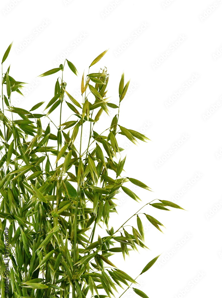 Fototapeta premium Bunch of green oats isolated on a white background. Oat ears. bouquet of fresh green oat seeds close up isolated.