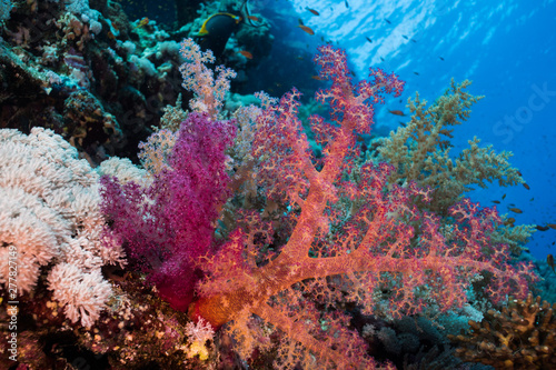 Fototapeta Naklejka Na Ścianę i Meble -  Brightly colored Dendronephthya Hemprichi soft coral.
