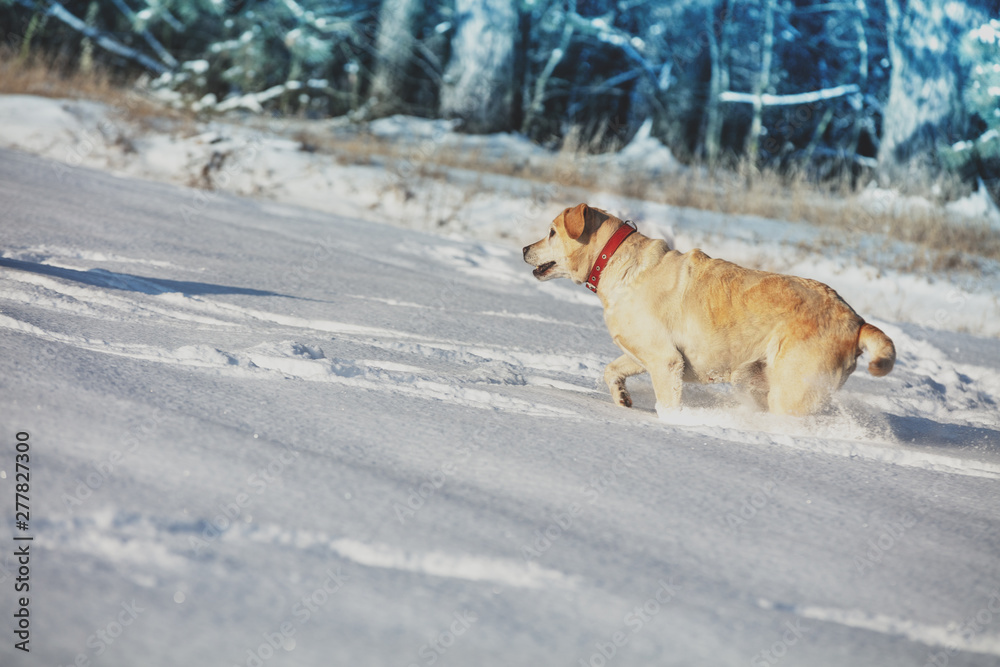 Labrador retriever dog running in the snowy field near a forest in deep snow in winter Labrador retriever dog running in the snowy field near a forest in deep snow in winter