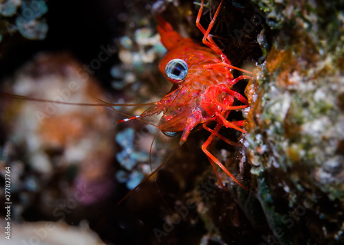 Green-eye Dancing Shrimp (Cinetorhynchus reticulatus) close up of the orange/ red colored shrimp sitting on the reef. photo