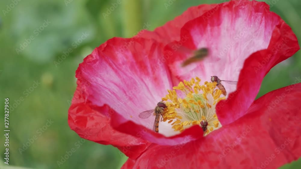 Close up of many, small hoverfly ( Syrphidfly, drovefly) feeding on pollen, red wildflower Close up of many, small hoverfly ( Syrphidfly, drovefly) feeding on pollen, red wildflower