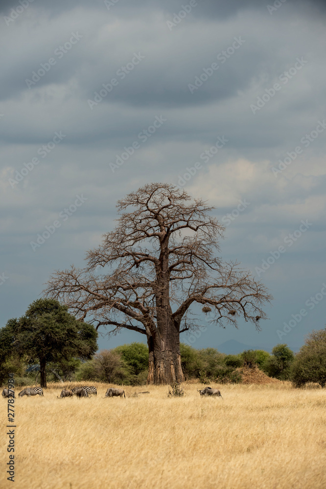 Portrait format of a giant Baobab tree, or Adansonia tree, against blue sky with lower green trees with dry grass in foreground