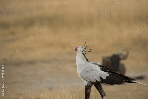Secretary bird or Sagittarius serpentarius walking to left with head feathers upright, against blurred cream background © Marion Smith (Byers)