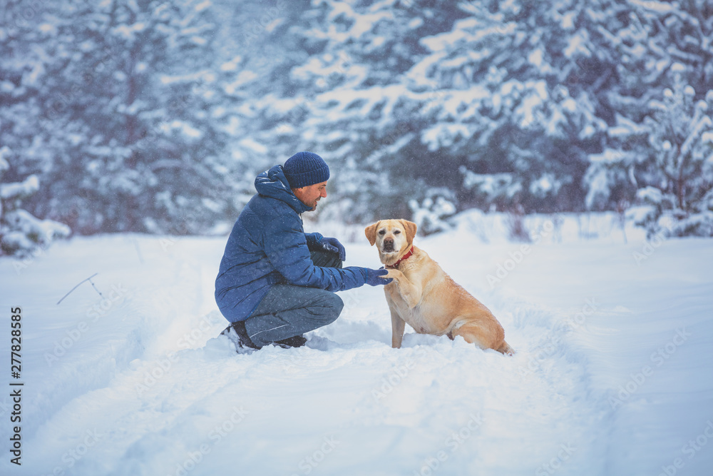 A human and dog are best friends. The man with the dog sitting in a snowy pine wood in winter. Trained Labrador retriever dog extends the paw to the man A human and dog are best friends. The man with the dog sitting in a snowy pine wood in winter. Trained Labrador retriever dog extends the paw to the man