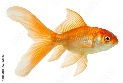 Panel kuchenny z motywem gold fish isolated on white