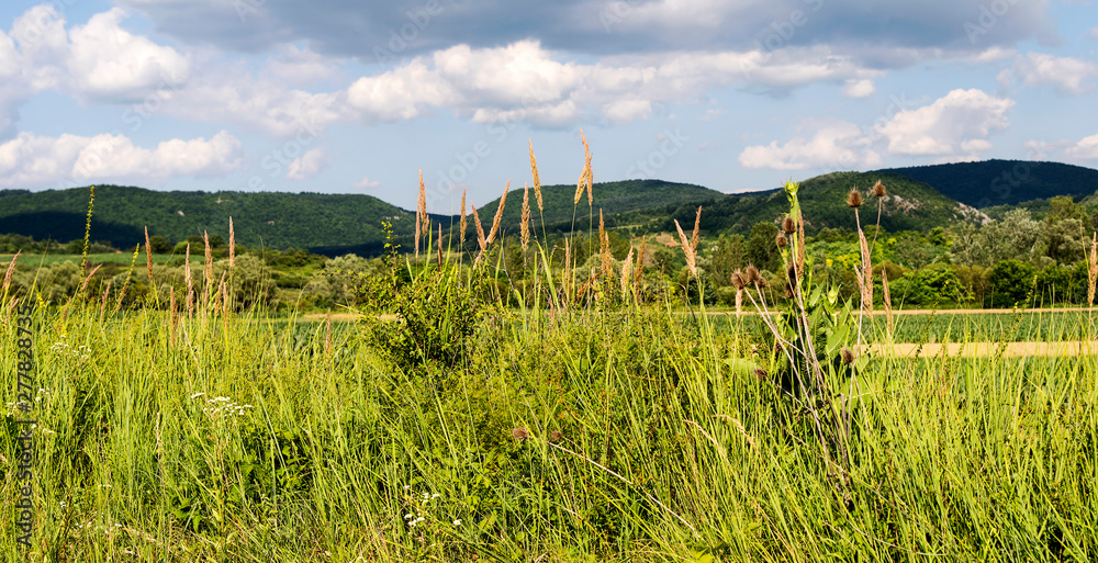 Fields and meadows for background