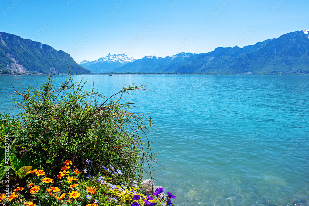 Flowers on Geneva lake on background of Alpine landscape.