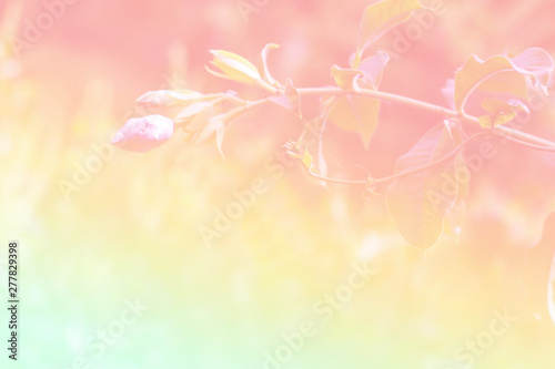 Flower background with a pastel colored for graphic design © Takorn