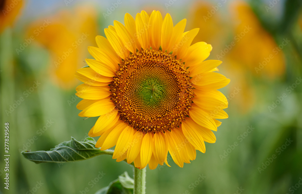 Fototapeta premium Sunflower field - beautiful summer landscape