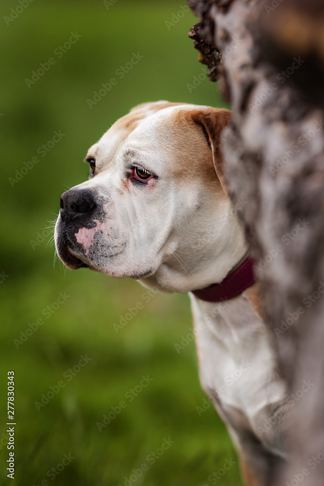 Bulldogge Mischling auf grüner Wiese