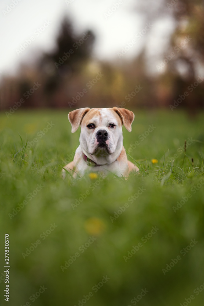 Bulldogge Mischling auf grüner Wiese Bulldogge Mischling auf grüner Wiese